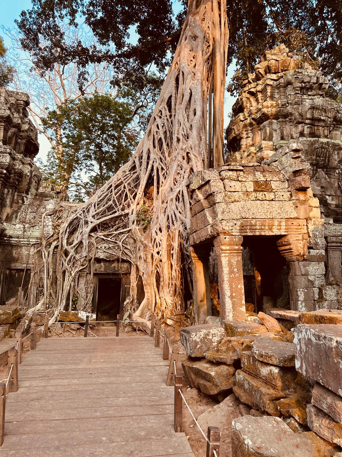Mächtige Baumwurzeln umschliessen die steinernen Mauern und Durchgänge des Ta-Prohm-Tempels in Angkor.
